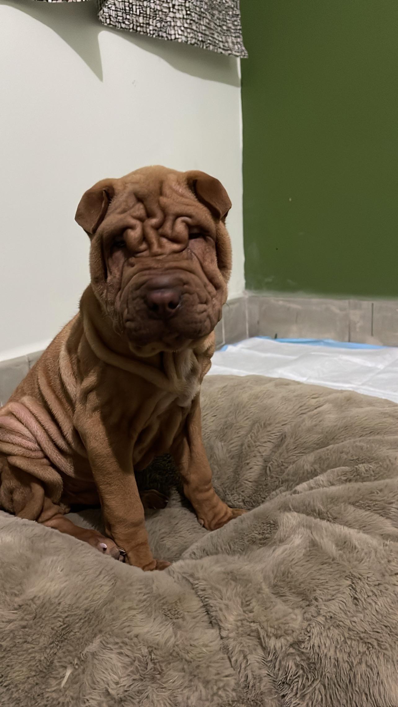 First time having a sharpei… any tips? : r/sharpei